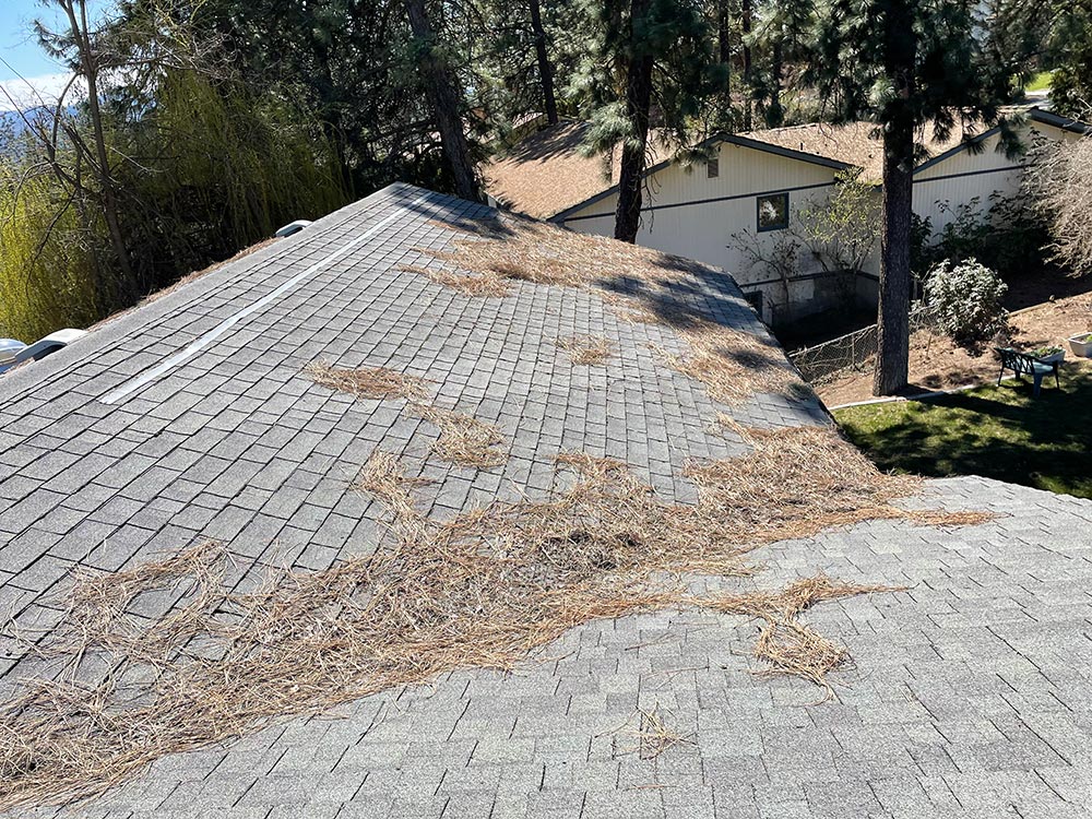 Roof and Solar Panel Gutter Cleaning in Spokane, WA